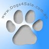 Dogs4sale