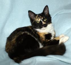 allegra