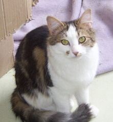 bettie