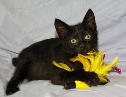 blackbean