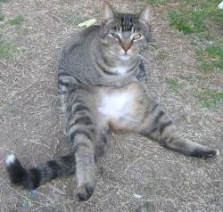 carlo08