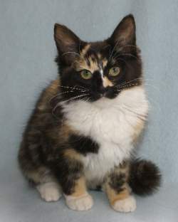 allegra