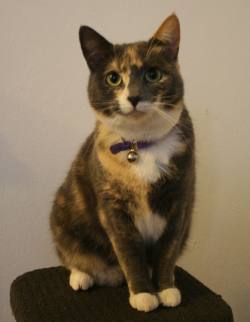 duchessagain