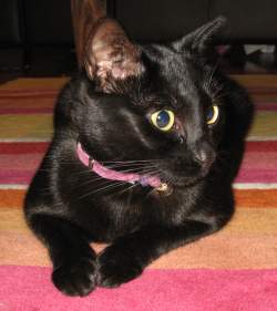 gomez4