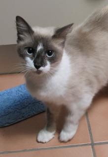 jasmineburmese2