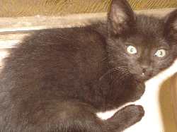 simon