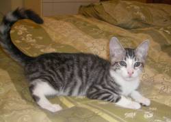 Mork