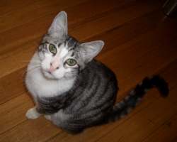 Mork