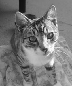 Mouse