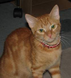 shiloh