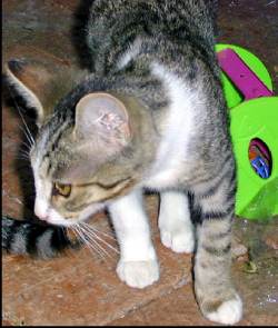 male - spicie