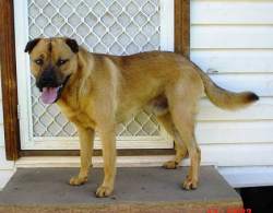 koba3