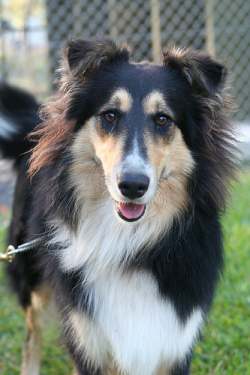 roxycollie