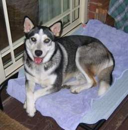tashahusky2
