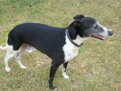 tomthewhippet2
