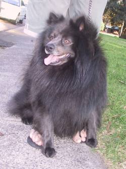 zorrospitz