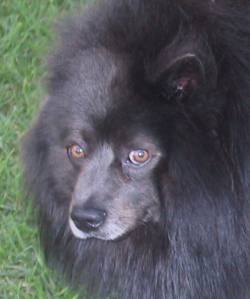 zorrospitz2