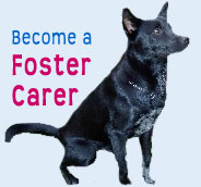 foster