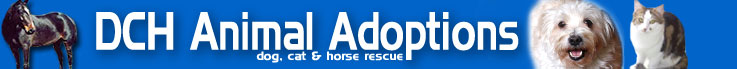 DCH Animal Adoptions — Dog, Cat and Horse Rescue